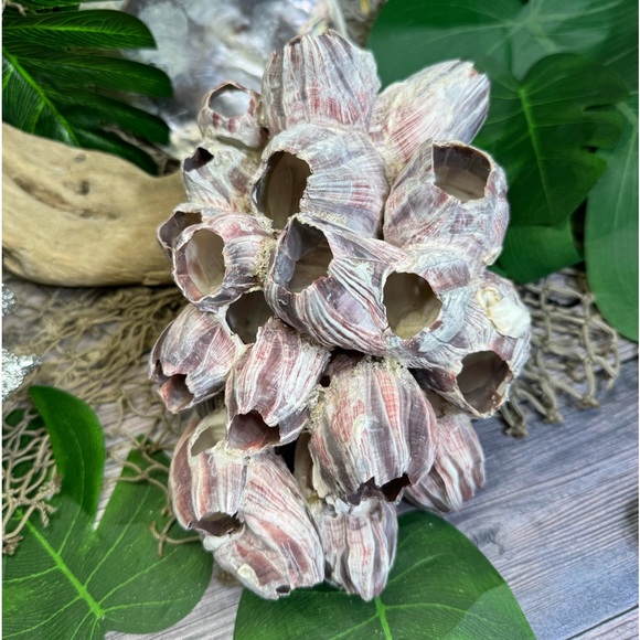 VTG  NATURAL Barnacles Cluster BEACH OCEAN AQUARIUM COASTAL SHELL NAUTICAL DECOR - Picture 13 of 17